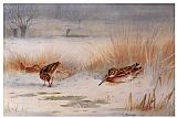 Archibald Thorburn Famous Paintings - Snipe